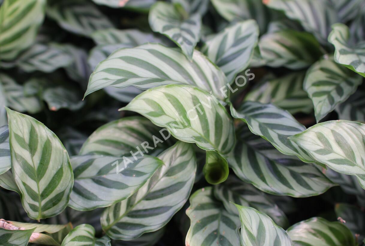 Kalatea - Calathea orbifolia