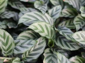 Kalatea - Calathea orbifolia