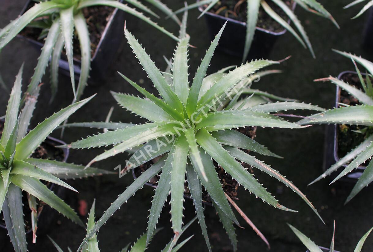 Aloe mix - Aloe mix
