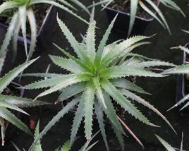 Aloe mix