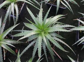 Aloe mix - Aloe mix