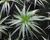 Aloe mix