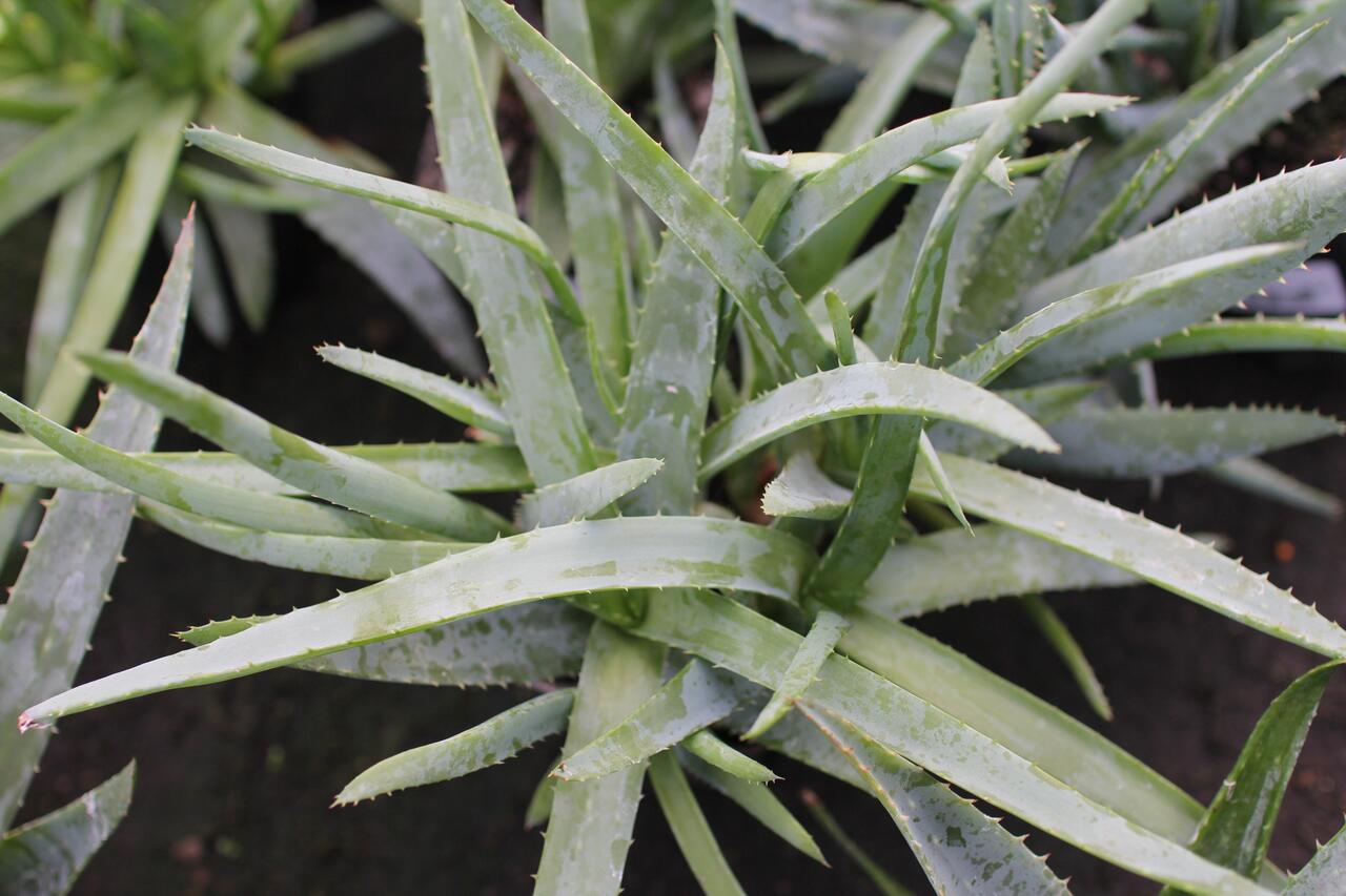 holland aloe vera  | Aloe vera large leaf, single piece