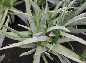 Aloe vera - Aloe vera