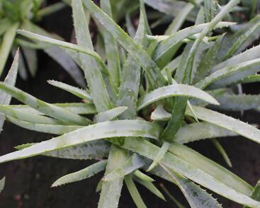 Aloe vera