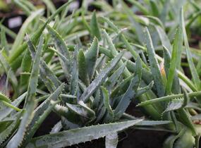 Aloe vera - Aloe vera