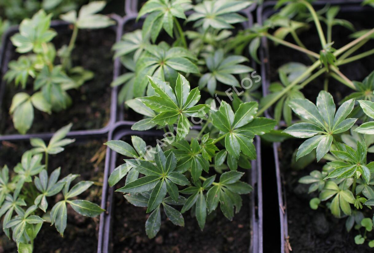 Šeflera tchaj-wanská - Schefflera taiwaniana