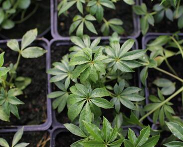 Šeflera tchaj-wanská