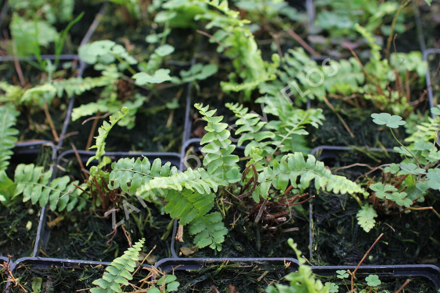 Ledviník ztepilý - Nephrolepis exaltata