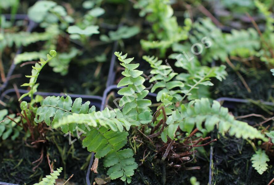 Ledviník ztepilý - Nephrolepis exaltata