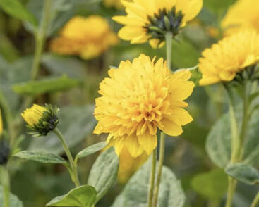 Slunečnice 'Limero'