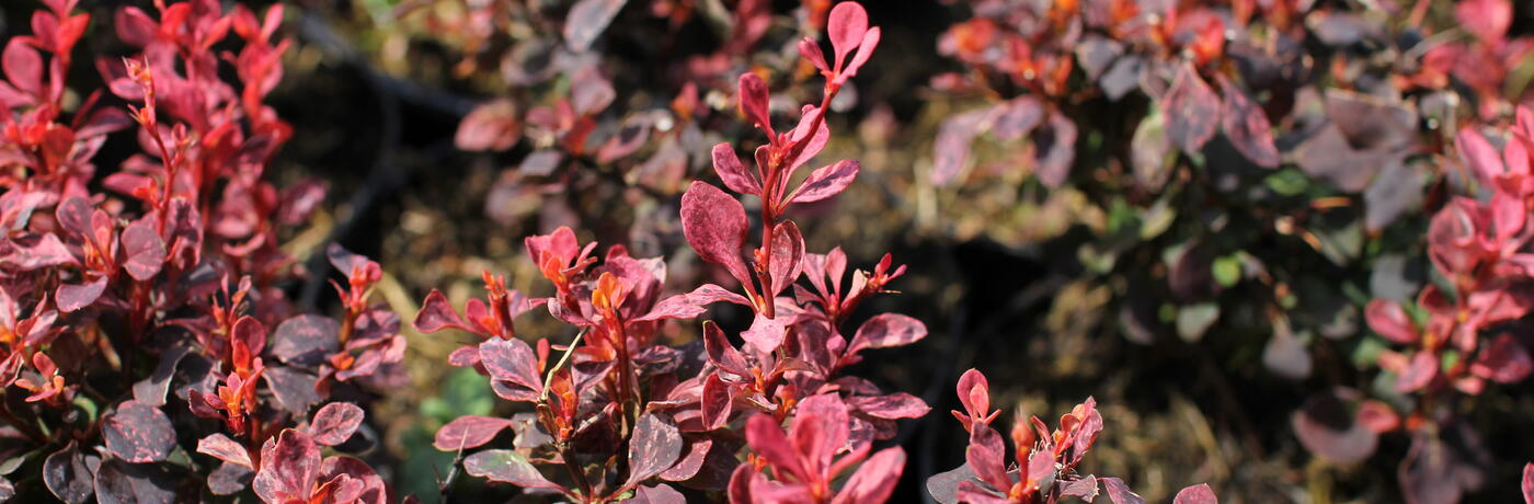 Proč vysadit dřišťál