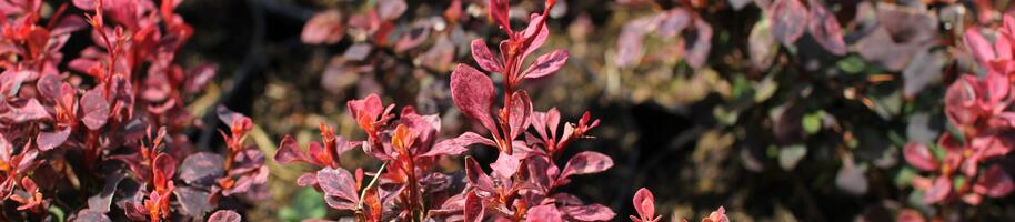 Proč vysadit dřišťál