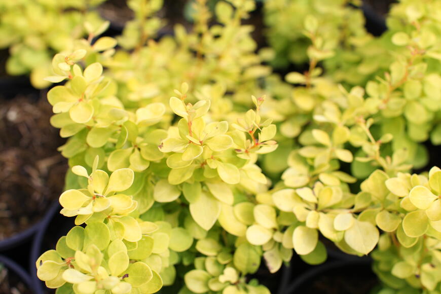 Berberis thunbergii ''Golden Horizon''