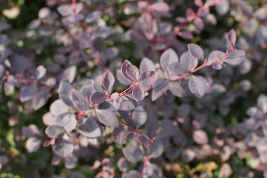 Berberis ottawensis ''Auricoma''
