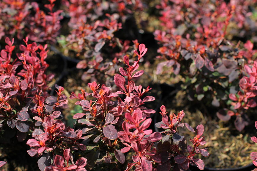 Berberis thunbergii ''Inspiration''