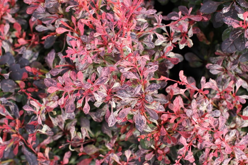 Berberis thunbergii ''Pink Attraction''