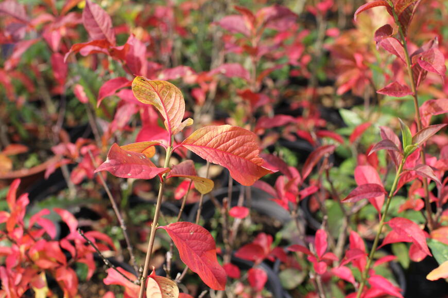 Euonymus europaeus