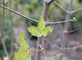 Javor francouzský - Acer monspessulanum