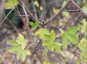 Javor francouzský - Acer monspessulanum