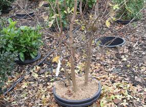 Javor francouzský - Acer monspessulanum