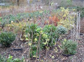 Javor francouzský - Acer monspessulanum