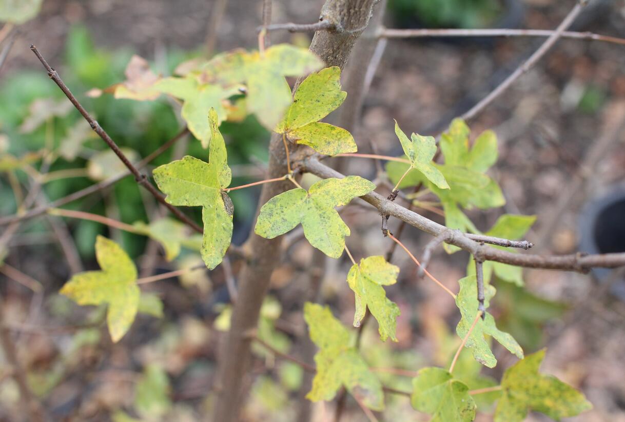 Javor francouzský - Acer monspessulanum