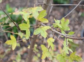 Javor francouzský - Acer monspessulanum