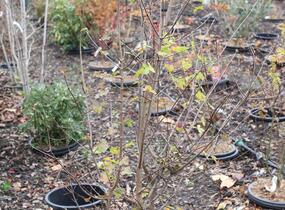 Javor francouzský - Acer monspessulanum