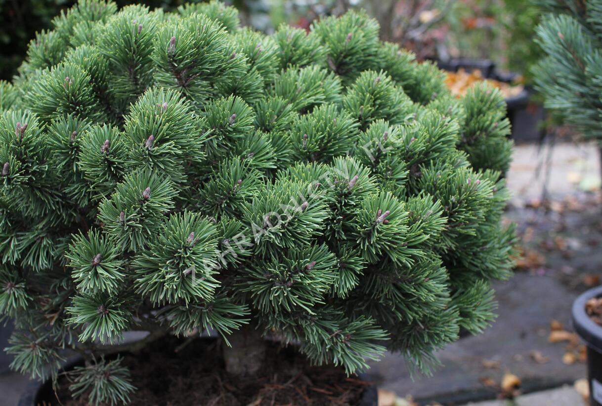 Borovice pyrenejská 'Hnízdo' - Pinus uncinata 'Hnízdo'