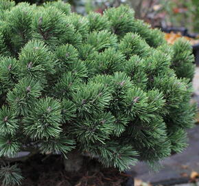 Borovice pyrenejská 'Hnízdo' - Pinus uncinata 'Hnízdo'