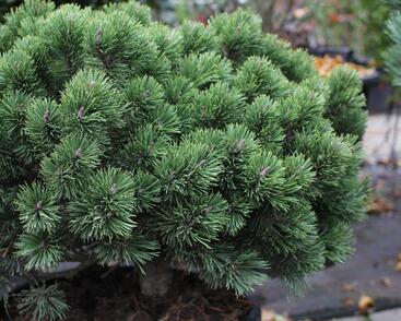 Borovice pyrenejská 'Hnízdo'