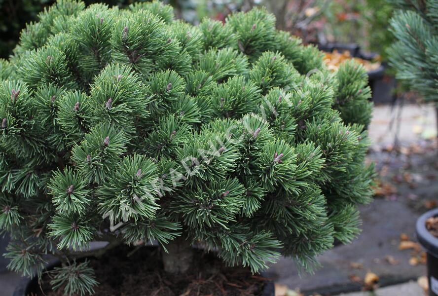 Borovice pyrenejská 'Hnízdo' - Pinus uncinata 'Hnízdo'