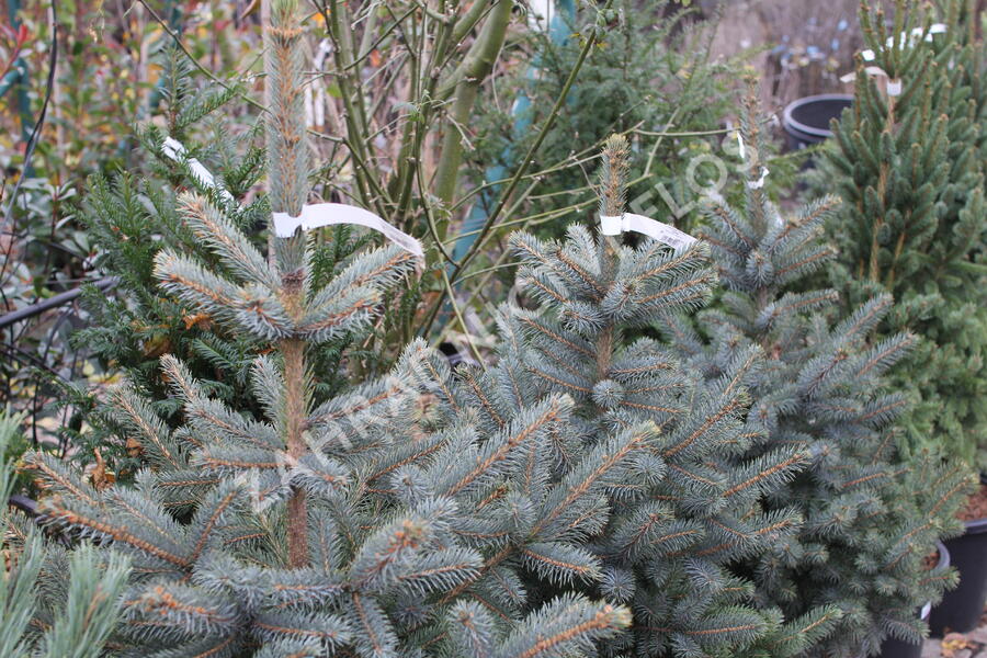 Smrk pichlavý 'Super Blue Seedlings' - Picea pungens 'Super Blue Seedlings'