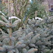 Smrk pichlavý 'Super Blue Seedlings' - Picea pungens 'Super Blue Seedlings'