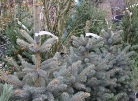 Smrk pichlavý 'Super Blue Seedlings' - Picea pungens 'Super Blue Seedlings'