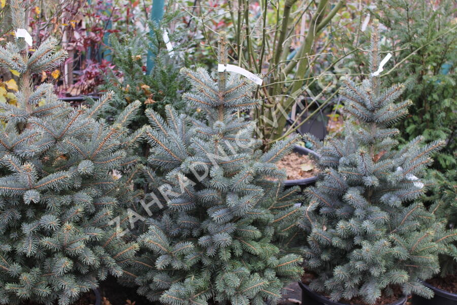 Smrk pichlavý 'Super Blue Seedlings' - Picea pungens 'Super Blue Seedlings'