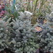 Smrk pichlavý 'Super Blue Seedlings' - Picea pungens 'Super Blue Seedlings'