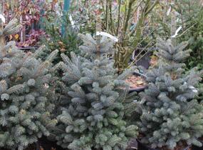 Smrk pichlavý 'Super Blue Seedlings' - Picea pungens 'Super Blue Seedlings'