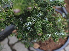 Jedle korejská 'Molli' - Abies koreana 'Molli'