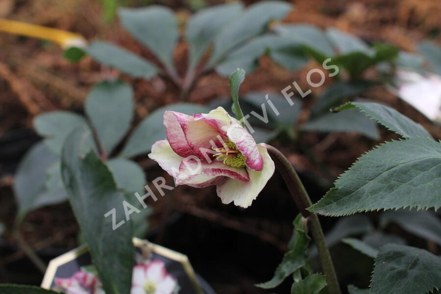 Čemeřice 'Ice N' Roses Dark Picotee' - Helleborus hybridus 'Ice N' Roses Dark Picotee'
