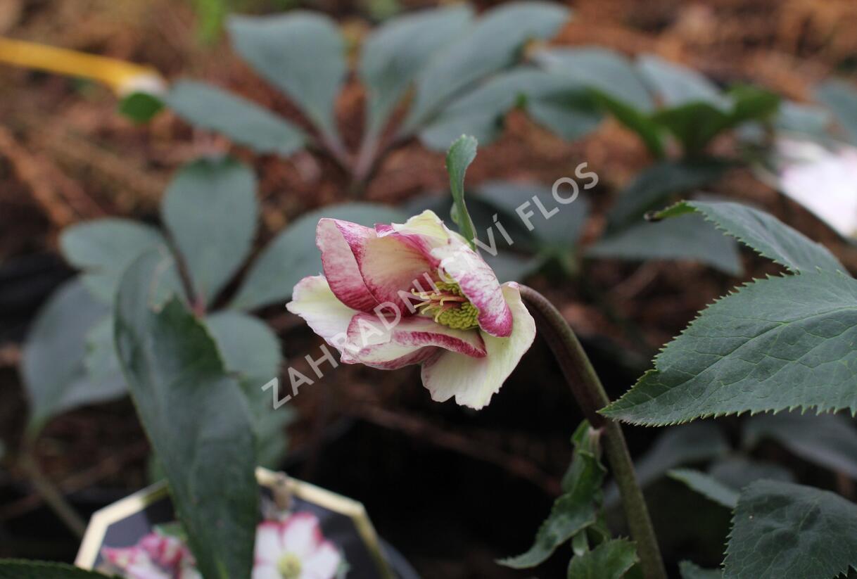 Čemeřice 'Ice N' Roses Dark Picotee' - Helleborus hybridus 'Ice N' Roses Dark Picotee'