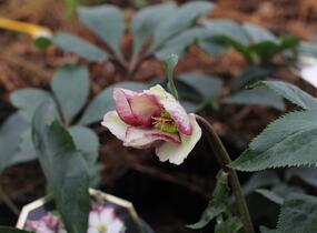 Čemeřice 'Ice N' Roses Dark Picotee' - Helleborus hybridus 'Ice N' Roses Dark Picotee'