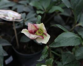 Čemeřice 'Ice N' Roses Dark Picotee'