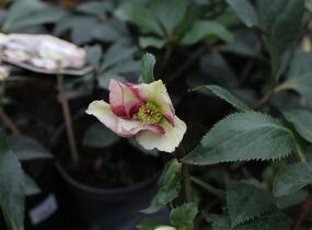 Čemeřice 'Ice N' Roses Dark Picotee' - Helleborus hybridus 'Ice N' Roses Dark Picotee'