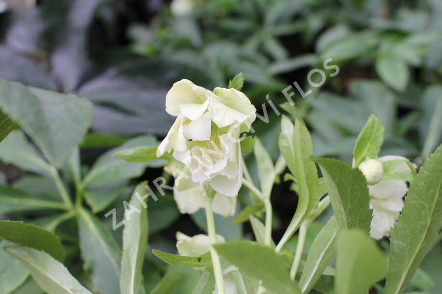 Čemeřice východní 'Double White Spotted' - Helleborus orientalis 'Double White Spotted'