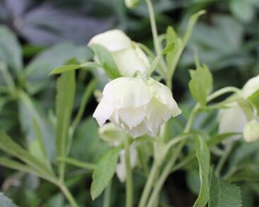 Čemeřice východní 'Double White Spotted'