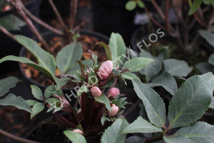 Čemeřice 'HGC Camelot' - Helleborus hybridus 'HGC Camelot'