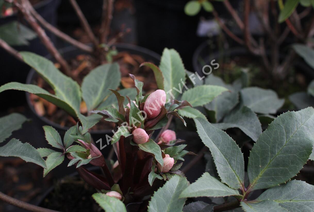 Čemeřice 'HGC Camelot' - Helleborus hybridus 'HGC Camelot'