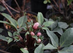 Čemeřice 'HGC Camelot' - Helleborus hybridus 'HGC Camelot'